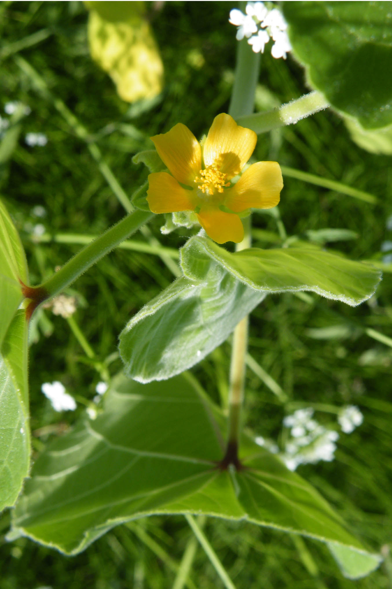 Abutilon teophrasti